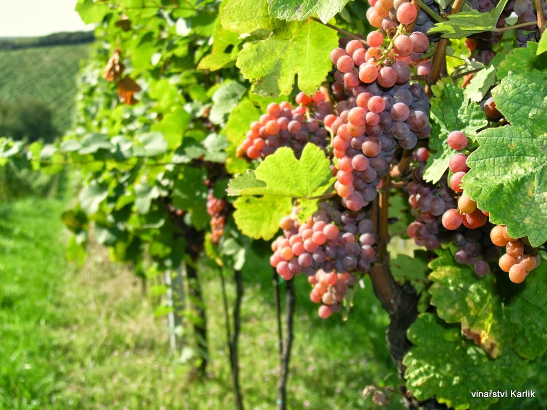 Přečtete si více ze článku Šardické vinobraní a zarážání hory